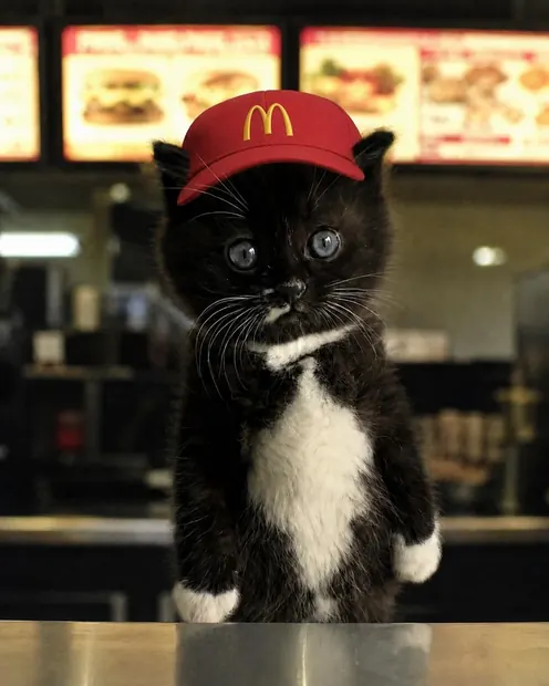 MOKI standing upright on a fast food counter wearing a red cap